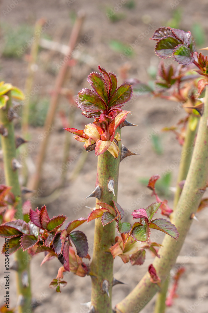 Shoot of a rose flower bush, spring sprout with young leaves blooming on a sunny day in a flowerbed. Plant care and pest and disease management. Shoot of a rose flower bush, spring sprout with young leaves blooming on a sunny day in a flowerbed. Plant care and pest and disease management.