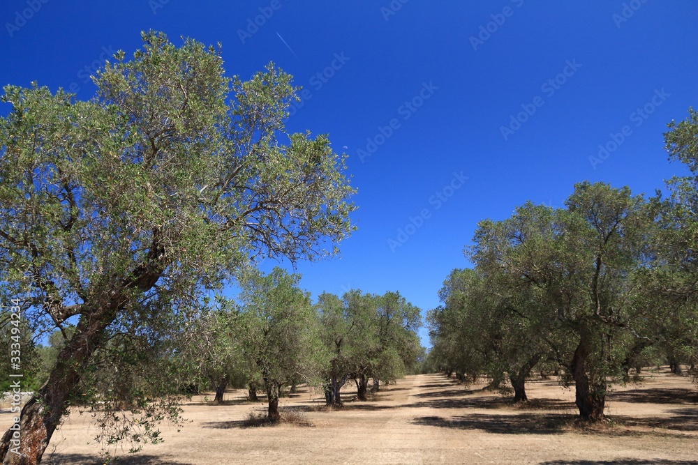 Fototapeta premium Italian olive grove