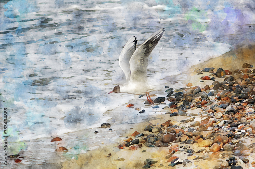 Fototapeta digital illustration of seagull flying over the baltic sea waves looking for food. Water colors.
