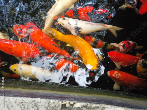 Beautiful multicolored koi fishes in Indonesia temple