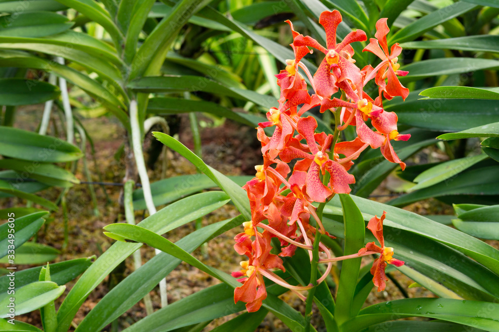 Renvanvanda guan mun hooi orchid flower in Singapore Renvanvanda guan mun hooi orchid flower in Singapore