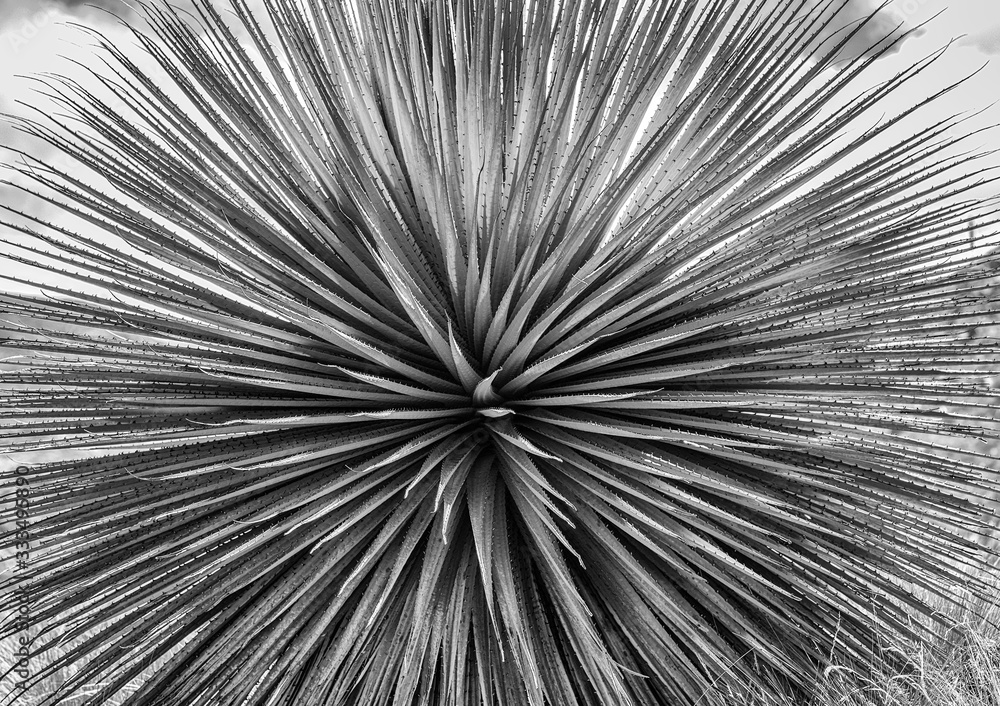 Obraz premium Abstract Native Plant