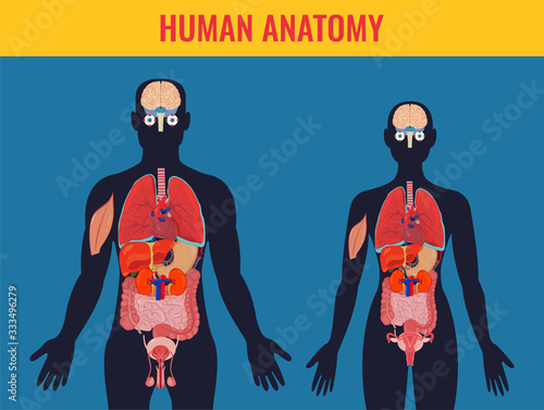 Human internal organs icons set. Human anatomy concept. Vector