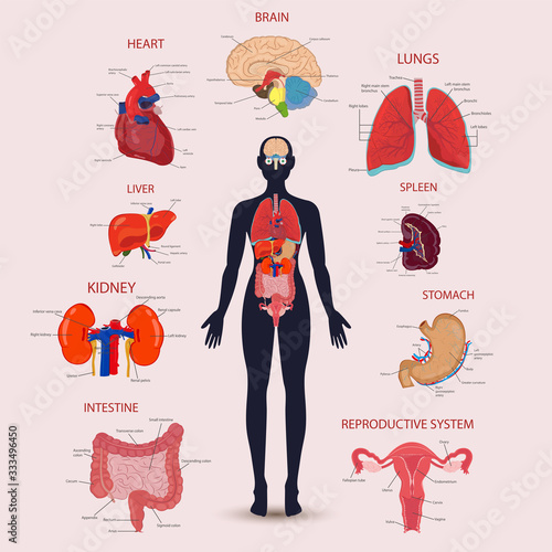 Human internal organs icons set. Human anatomy concept. Vector