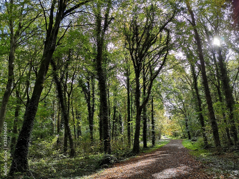 Obraz premium Woodland Pathway