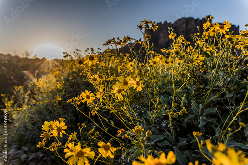 brittlebush at sunrise in Arizona photo