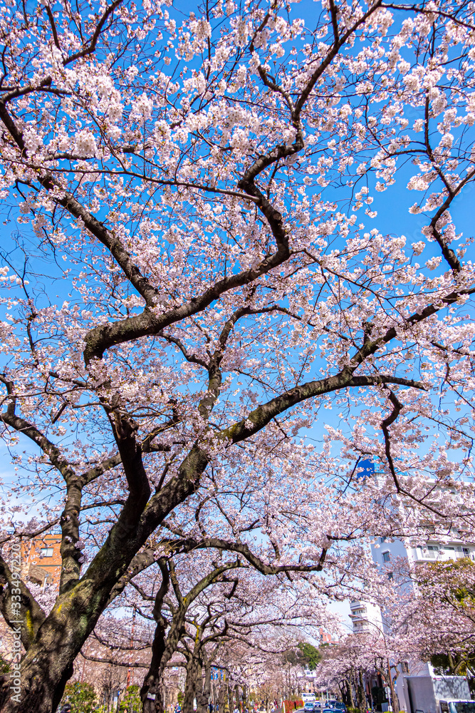Obraz premium 東京都 文京区 播磨坂さくら並木