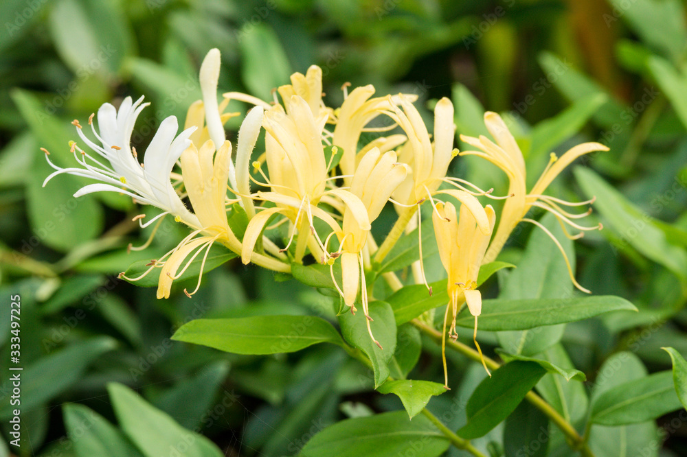 Lonicera japonica or Japanese honeysuckle yellow flower in Singapore Lonicera japonica or Japanese honeysuckle yellow flower in Singapore