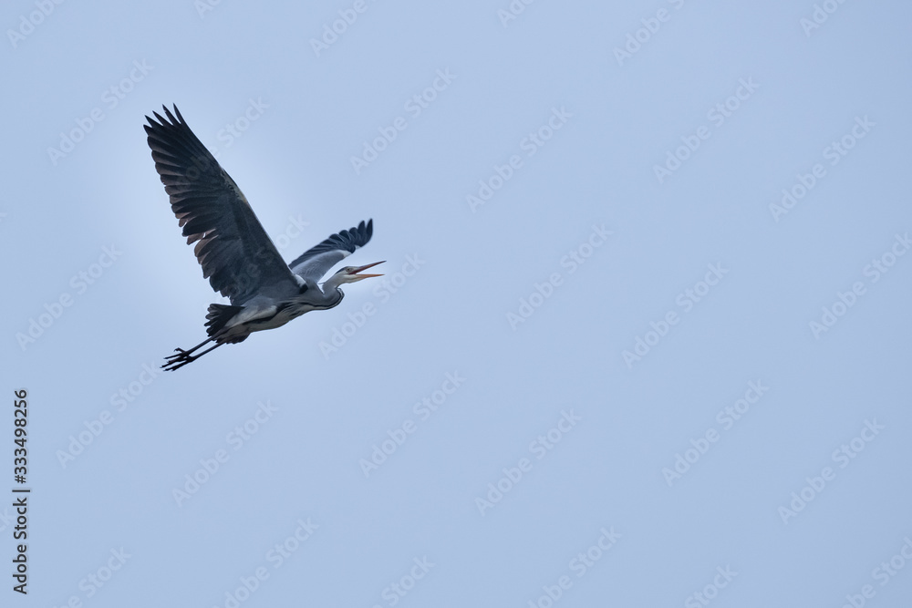 Graureiher im Flug Graureiher im Flug