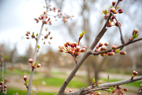 tree blooms