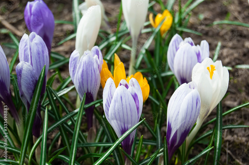 White and blue crocuses close-up. The first tender spring flowers. White and blue crocuses close-up. The first tender spring flowers.