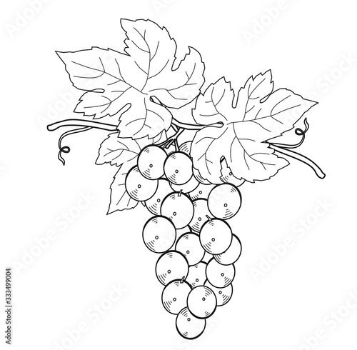 BUNCH WHITE AND BLACK GRAPES SET PROSECCO AND AMARONE UVA GRAPES WINE RED VINTAGE VINEYARDS GRAPPOLO VITE VIGNA