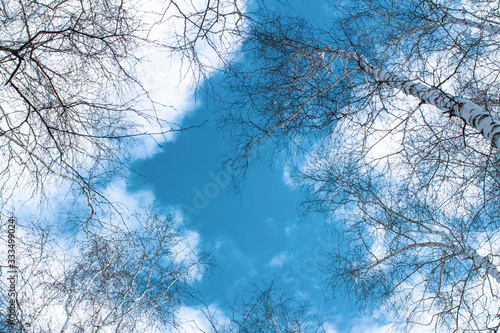 bare birch branches on a background of blue sky with clouds