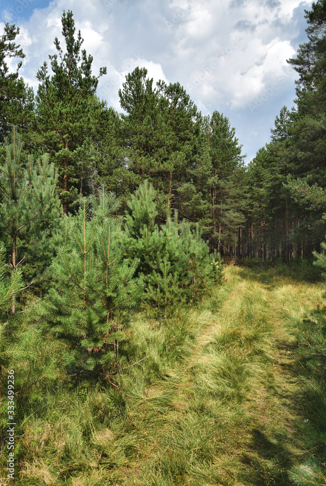 Fototapeta premium Sunny meadow in a pine forest, on a bright summer day, under a blue sky with clouds.