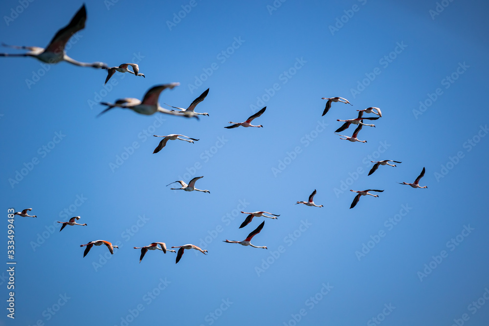 flock of flamingoes on blue sky