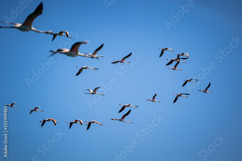 flock of flamingoes on blue sky © Sacha Specker