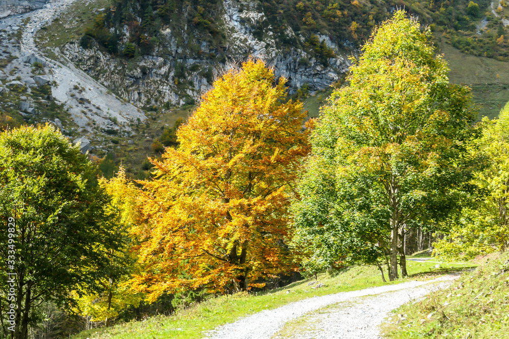 A change of the seasons in Carnic Alps, Austrian-Italian border. There are two trees standing next to one another, one of them has golden leaves, the other one still green. Peace of mind, melancholy A change of the seasons in Carnic Alps, Austrian-Italian border. There are two trees standing next to one another, one of them has golden leaves, the other one still green. Peace of mind, melancholy