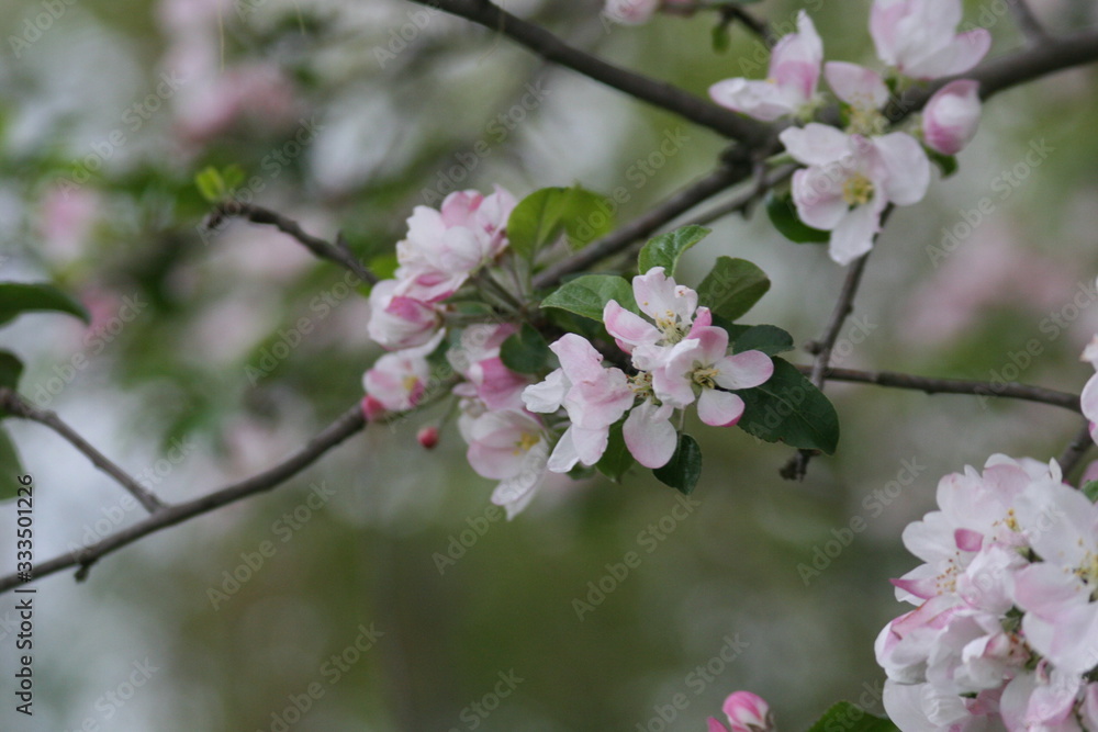Apple Blossom Apple Blossom
