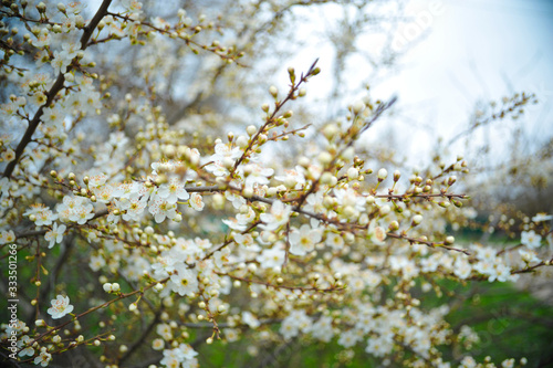 tree blooms