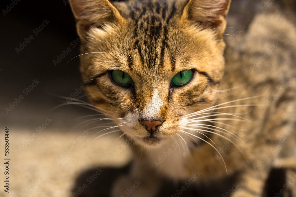 A cat with green eyes. Portrait of the beast.  The animal protects its territory. Predator's eyes.