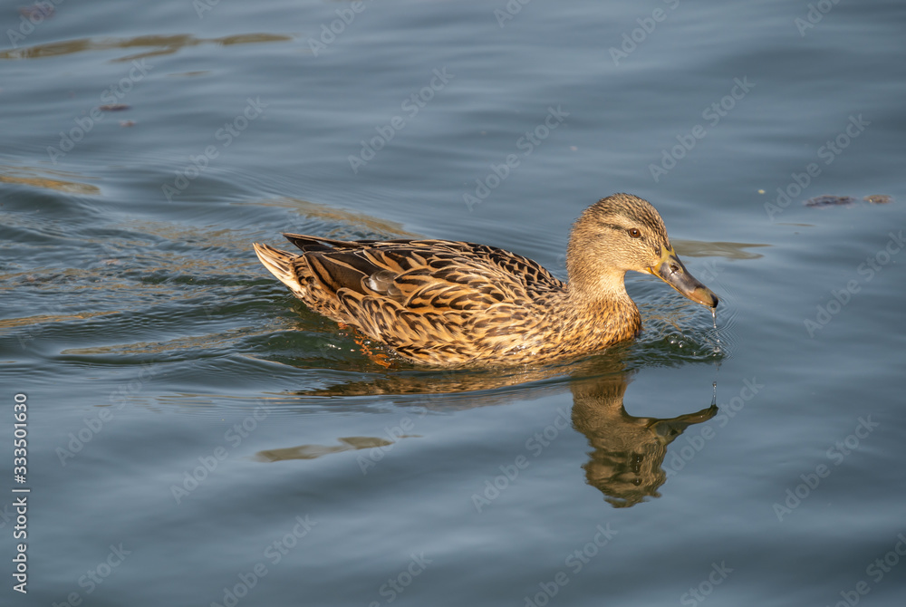 Ente an der Donau Ente an der Donau