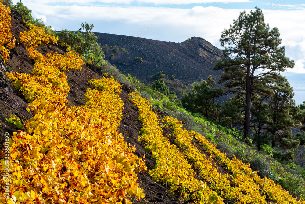 Terraced vineyards located on mountains slopes near village Fuencaliente, south wine production region on La Palma island, Canary, Spain