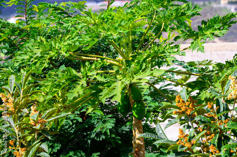 Eco farming on Tenerife island, lantation with papaya trees full with many big green papaya fruits Eco farming on Tenerife island, lantation with papaya trees full with many big green papaya fruits