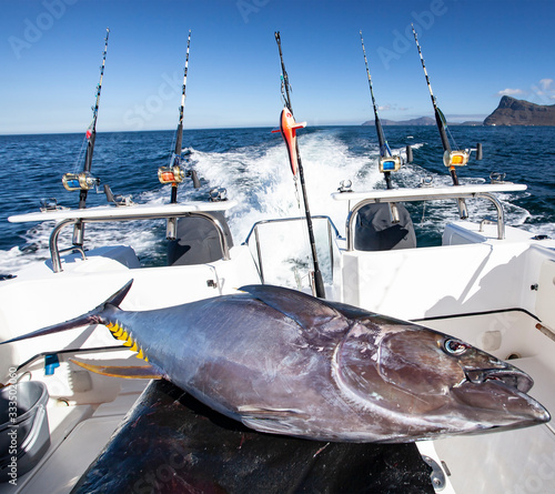 Foto Yellowfin tuna aboard a fishing yacht after fishing in the sea.
