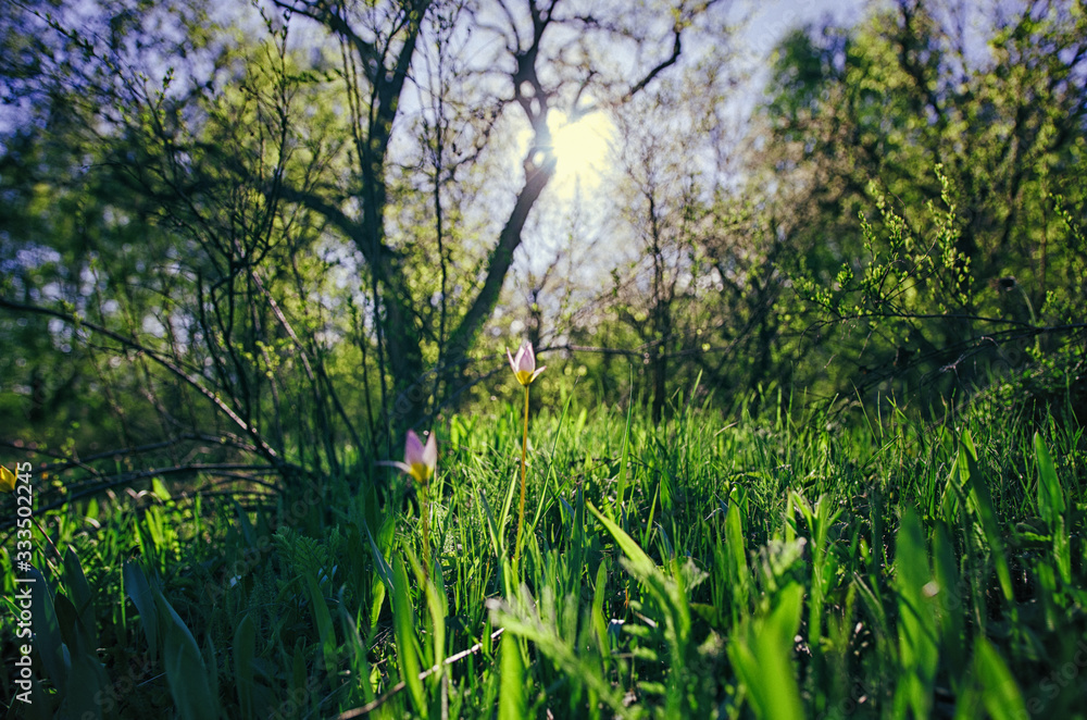 Fototapeta premium spring flowers in the meadow, tulips