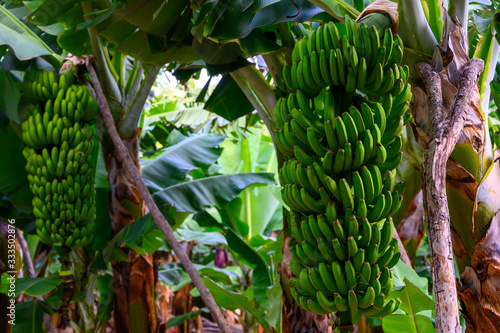 Plantations with  different cultvars of bananas plants on La Palma island, Canary, Spain