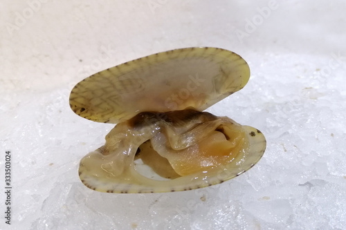 A short neched clam on the ice in a fresh food store photo