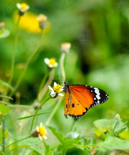 butterfly on flower © SurangaDinesh