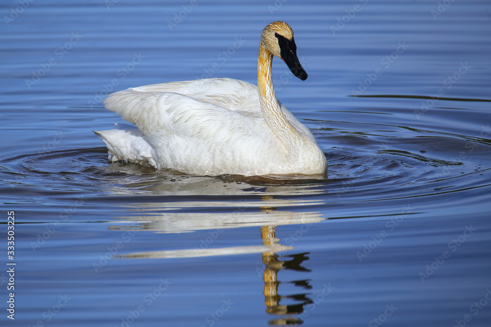 Obraz premium Trumpeter swan in Yellowstone National Park, Wyoming