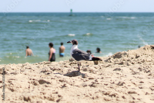 Goéland sur une plage