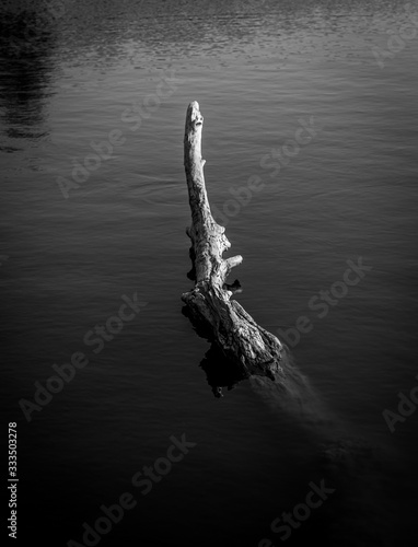 Old tree trunk in the water. Black and white vertical photo