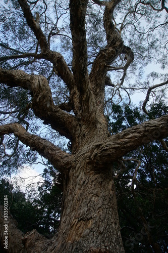 Bent tree