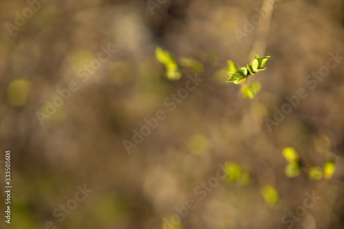 Green buds on branches in spring. Nature and blooms in spring. Bokeh light background. Soft focus