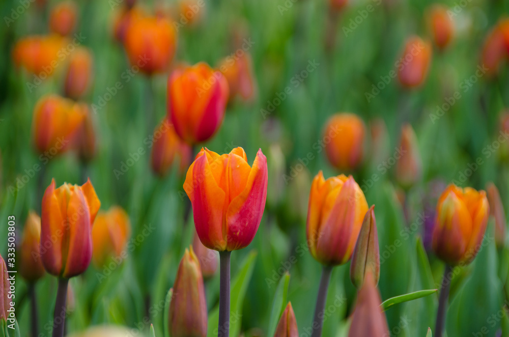printemps tulipe printemps tulipe