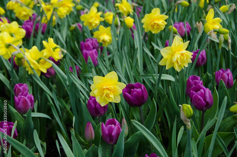 printemps tulipe printemps tulipe