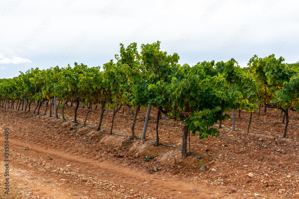 Landscape with famous sweet sherry wine pedro ximenez grape vineyards in Montilla-Moriles region, Andalusia, Spain, near Montemayor