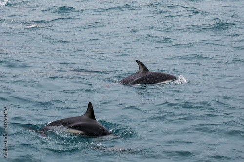 Dusky dolphins swimming off the coast of Kaikoura  New Zealand