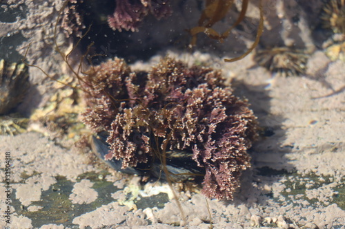 corallina officinalis seaweed