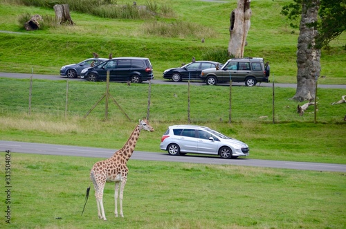 Visitors driving past giraffes at Longleaf Safari Park