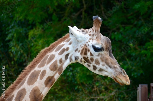 Giraffe at Longleat Safari park © chris148