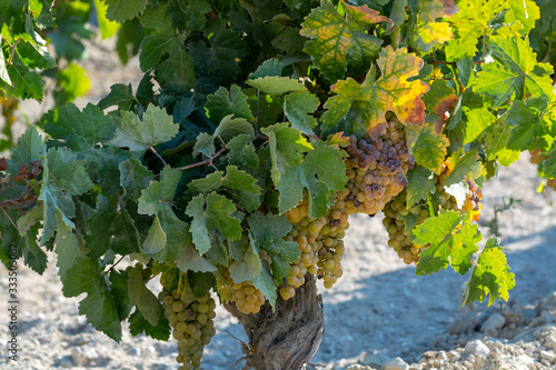 Ripe white grape growing on special soil in Andalusia, Spain, sweet pedro ximenez or muscat, or palomino grape ready to harvest, used for production of jerez, sherry sweet and dry wines photo
