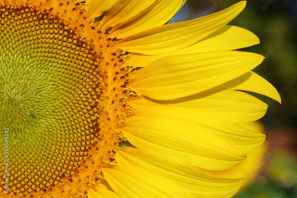beautiful flower, sunflower blossom blooming in nature beautiful flower, sunflower blossom blooming in nature