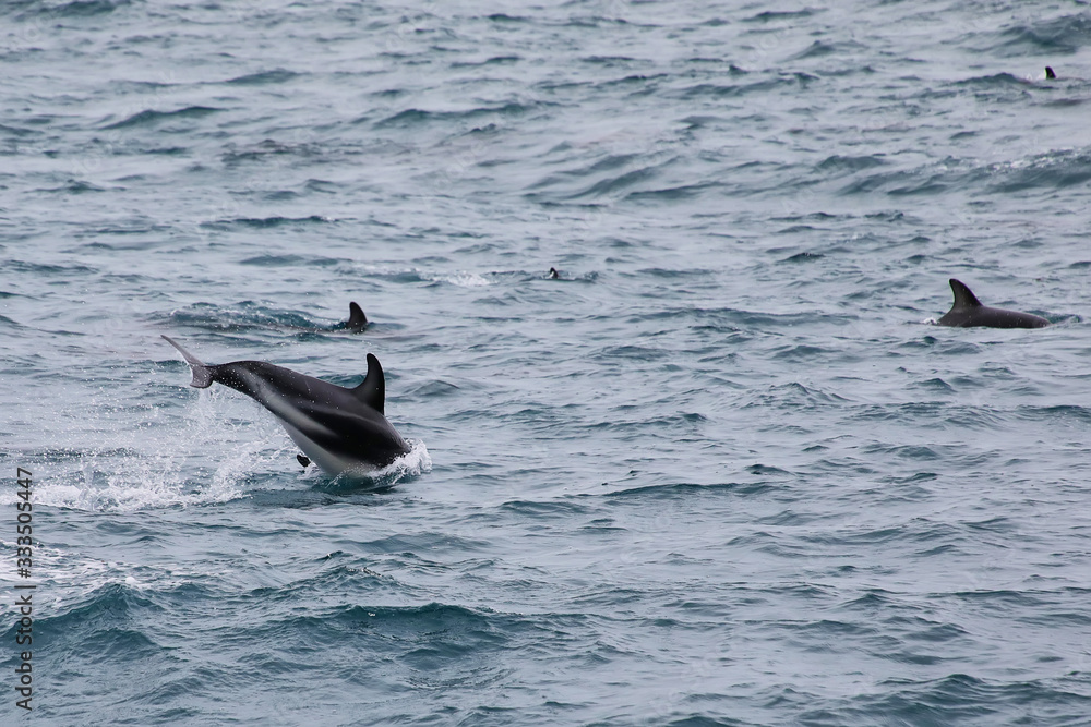 Fototapeta premium Dusky dolphins swimming off the coast of Kaikoura, New Zealand