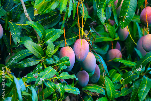 Eco farming on La Palma island, plantations with organic mango trees with sweet ripe mango fruits ready for harvest, Canary islands, Spain
