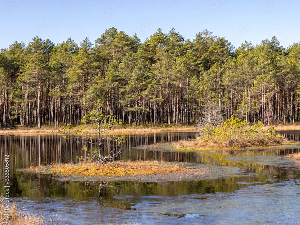 landscape with bog lake, in the foreground bog grass texture landscape with bog lake, in the foreground bog grass texture