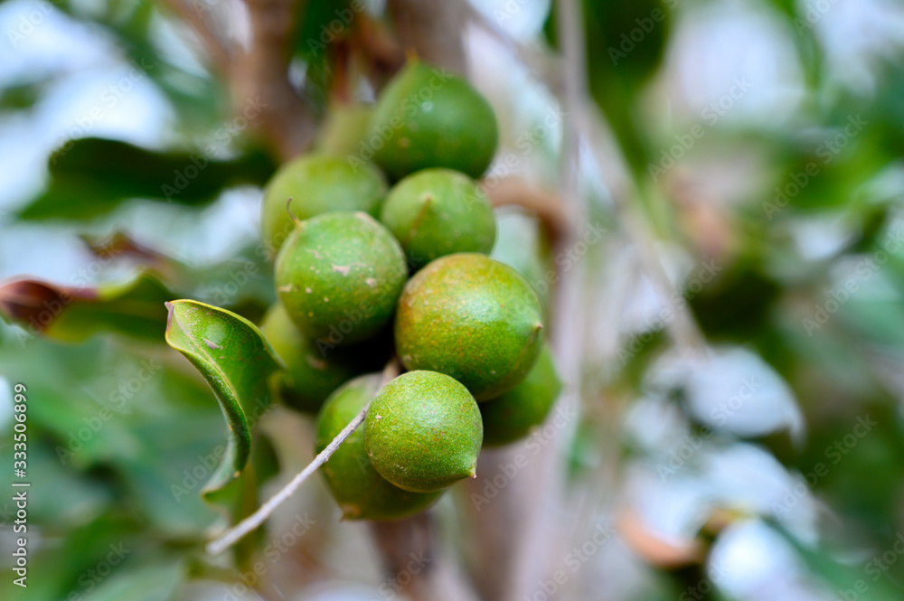 Evergreen macadamia free with ripe green nuts in shell ready for harvest Evergreen macadamia free with ripe green nuts in shell ready for harvest
